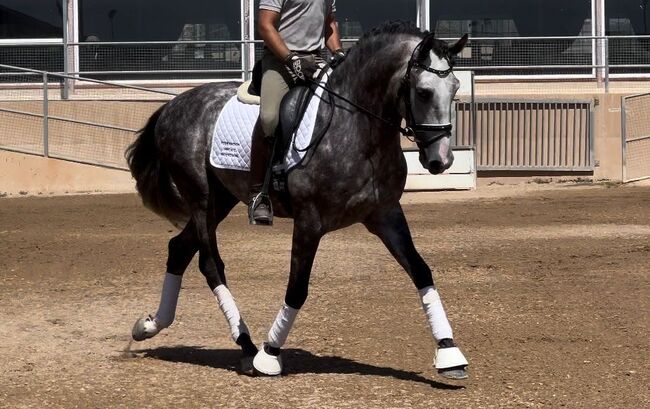 #youngsterfordressage #baroquestallion, WOW Pferd  (WOW Pferd), Horses For Sale, Bayern - Attenkirchen, Image 6