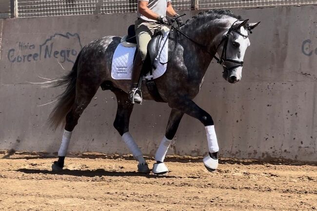 #youngsterfordressage #baroquestallion, WOW Pferd  (WOW Pferd), Horses For Sale, Bayern - Attenkirchen