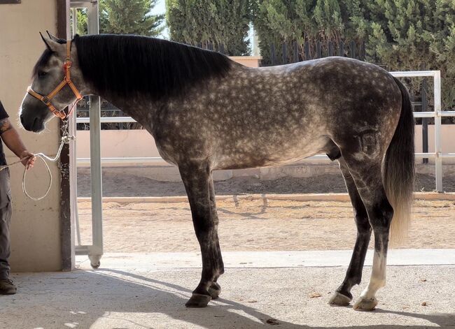 #youngsterfordressage #baroquestallion, WOW Pferd  (WOW Pferd), Konie na sprzedaż, Bayern - Attenkirchen, Image 4