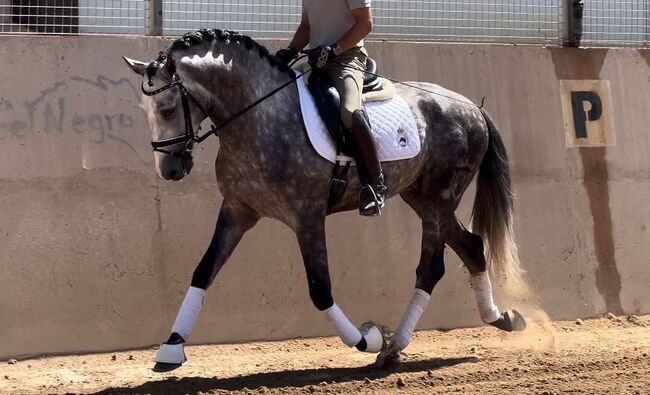 #youngsterfordressage #baroquestallion, WOW Pferd  (WOW Pferd), Konie na sprzedaż, Bayern - Attenkirchen, Image 3