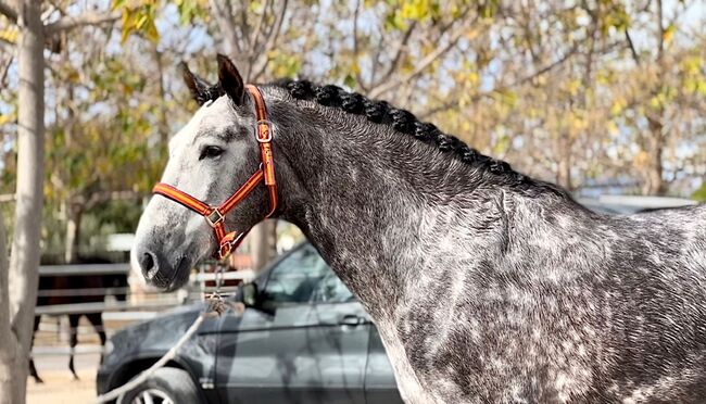 #youngsterfordressage #baroquestallion, WOW Pferd  (WOW Pferd), Konie na sprzedaż, Bayern - Attenkirchen, Image 8