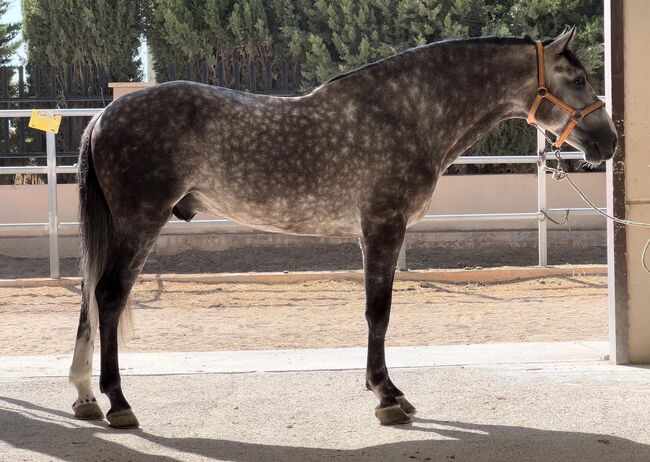 #youngsterfordressage #baroquestallion, WOW Pferd  (WOW Pferd), Konie na sprzedaż, Bayern - Attenkirchen, Image 5