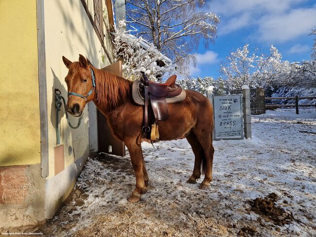 Dein treuer Partner für lange Ritte und stille Wege, Katharina Lehmann (Pferdevermittlung Leus), Horses For Sale, Pyrbaum