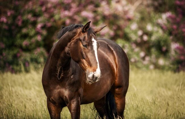 Deine Partnerin für den Sport mit Herz und Köpfchen, Katharina Lehmann (Pferdevermittlung Leus), Horses For Sale, Königslutter, Image 4