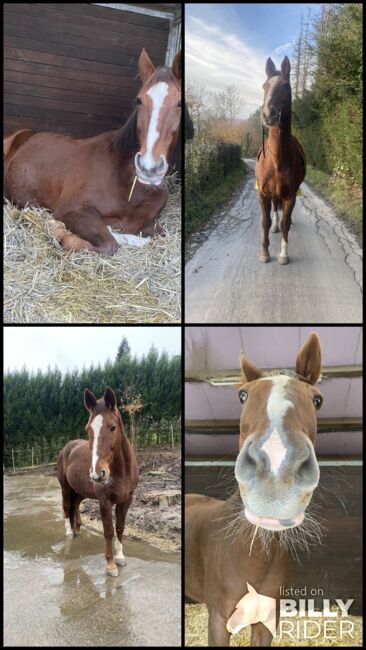 Sanftmütiges Großpferd, Klaudia Schulz , Horses For Sale, Velbert langenberg, Image 5