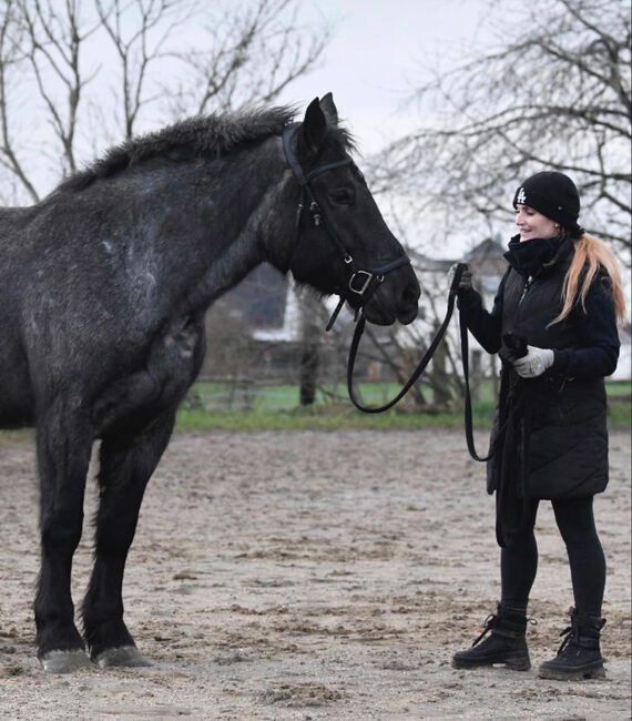 Sanfte kaltblut Stute zur Verfügung, Mina, Horses For Sale, Duisburg 