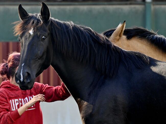 Zackschwarzer Sport PRE Wallach, Manuela KUBNY , Horses For Sale, Küßnach , Image 7