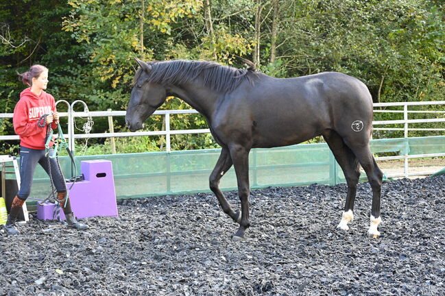 Zackschwarzer Sport PRE Wallach, Manuela KUBNY , Horses For Sale, Küßnach , Image 2