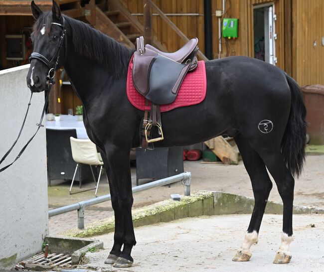 Zackschwarzer Sport PRE Wallach, Manuela KUBNY , Horses For Sale, Küßnach , Image 9