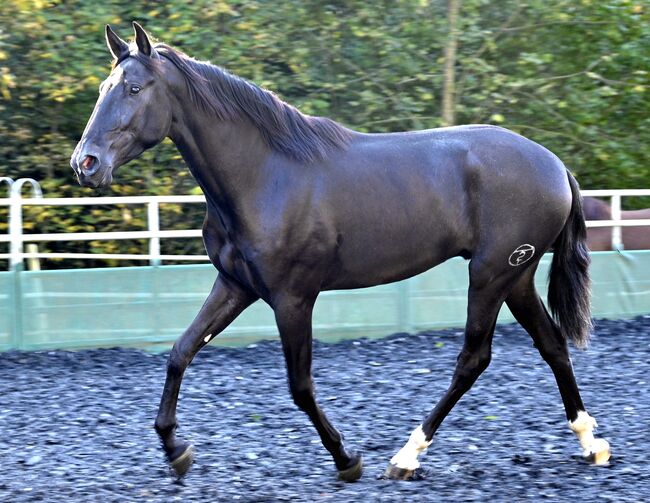 Zackschwarzer Sport PRE Wallach, Manuela KUBNY , Horses For Sale, Küßnach , Image 9