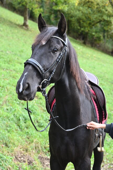 Zackschwarzer Sport PRE Wallach, Manuela KUBNY , Horses For Sale, Küßnach , Image 12