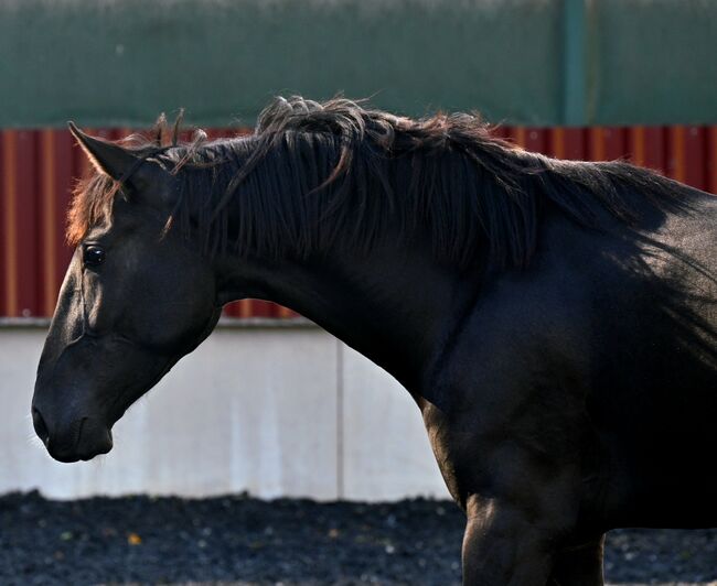 Zackschwarzer Sport PRE Wallach, Manuela KUBNY , Horses For Sale, Küßnach , Image 16