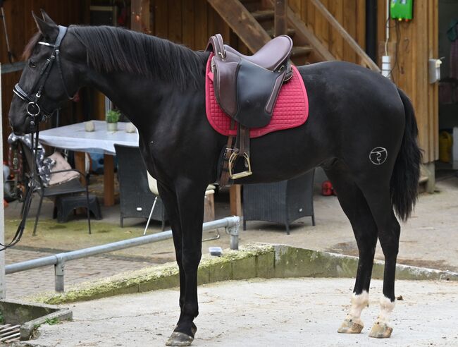 Zackschwarzer Sport PRE Wallach, Manuela KUBNY , Horses For Sale, Küßnach , Image 16