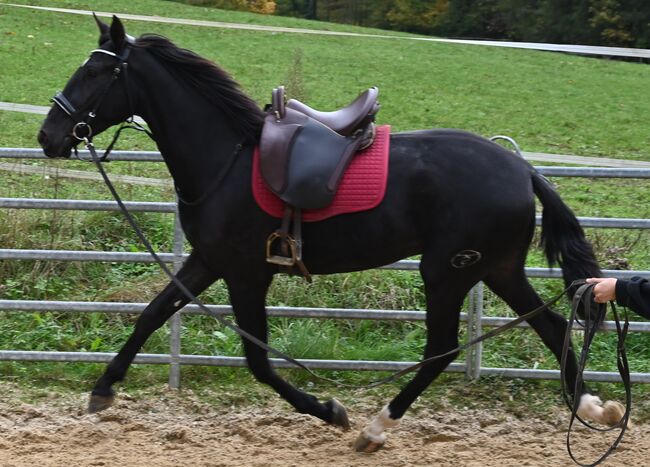 Zackschwarzer Sport PRE Wallach, Manuela KUBNY , Horses For Sale, Küßnach , Image 13