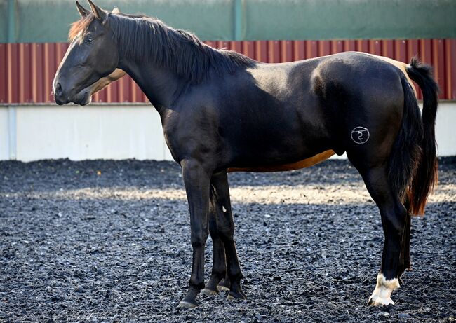 Zackschwarzer Sport PRE Wallach, Manuela KUBNY , Horses For Sale, Küßnach , Image 5