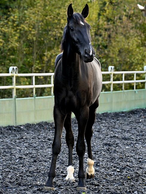 Zackschwarzer Sport PRE Wallach, Manuela KUBNY , Horses For Sale, Küßnach , Image 3