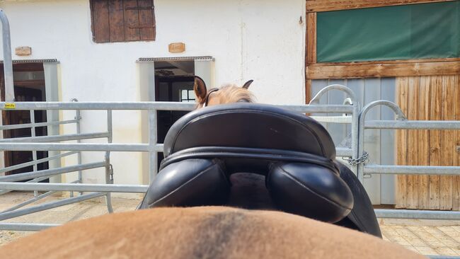 Sattel 17 1/2 Kent & Masters, Kent &  Masters , Silvia, Dressage Saddle, Reimlingen, Image 2