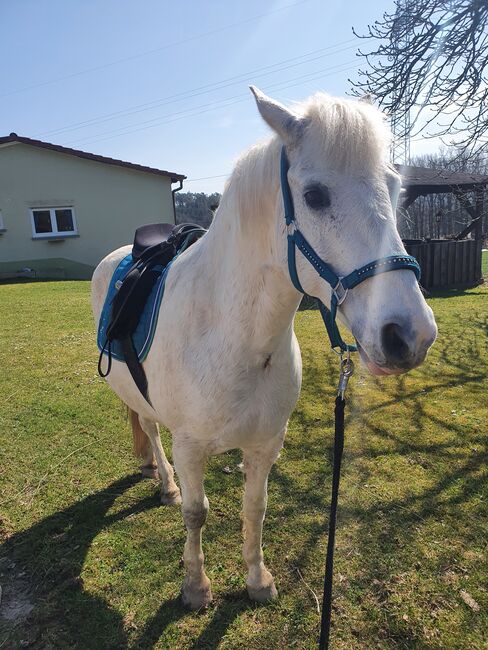 Sattel zu verkaufen, THOROWGOOD T4 cob gp, Stefanie  titius , Other Saddle, Neuensee, Image 5