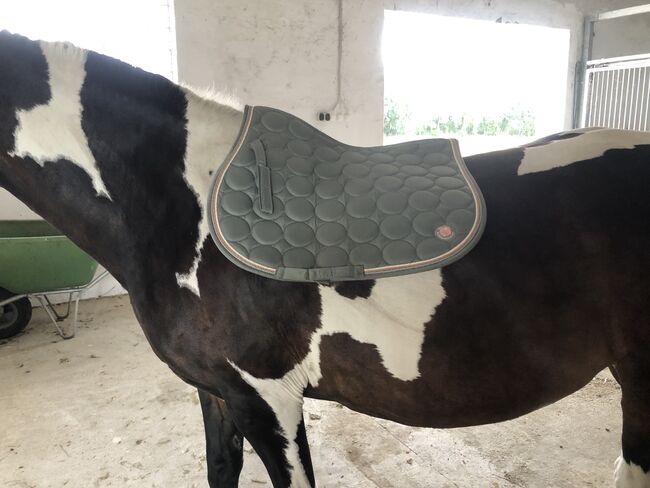 Schabracke, Felix Bühler, Kerstin , Dressage Pads, Kloster Lehnin