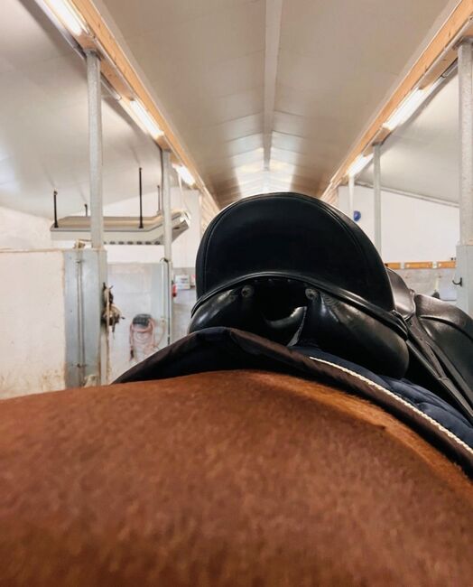 Zaldi Dressursattel, Zaldi , Mona, Dressage Saddle, Halle, Image 4