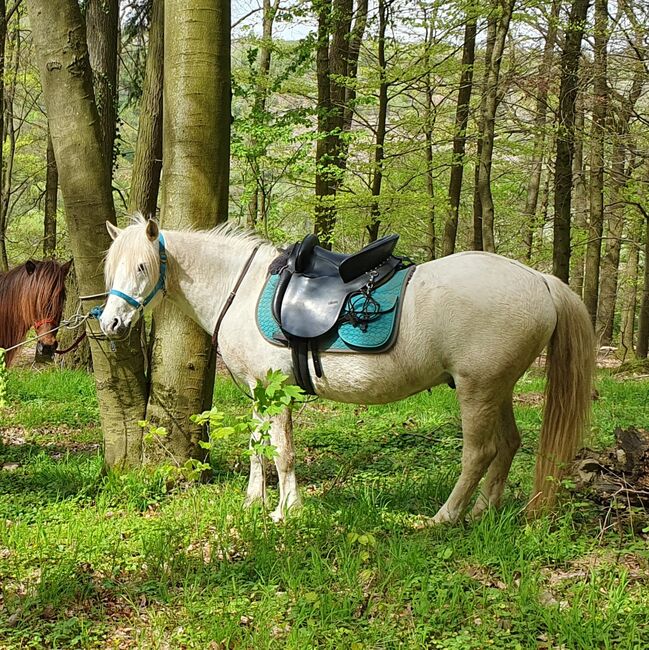 Zaldi Mixta spanischer Sattel, Zaldi Mixta, Andrea, Baroque Saddle, Rutsweiler am Glan