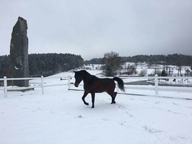 Zaner (polnischer Vollblutaraber), Bartik Martina , Pferd kaufen, Innernzell , Abbildung 2