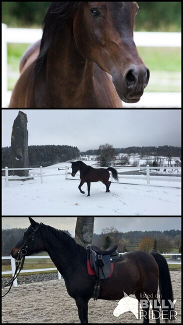 Zaner (polnischer Vollblutaraber), Bartik Martina , Horses For Sale, Innernzell , Image 4