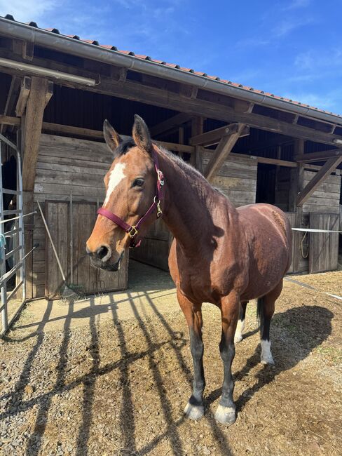 Zangerheider stute, Jana, Horses For Sale, Neudrossenfeld