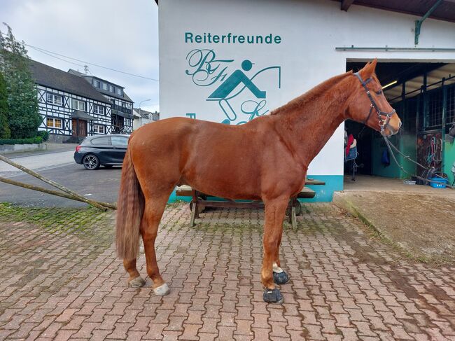 Zangersheide Fuchswallach, Julia Kreuz, Pferd kaufen, Boppard , Abbildung 2