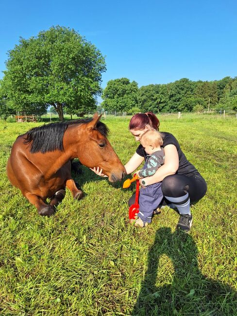 Zangersheider Springstute, Martina , Horses For Sale, Halvesbostel, Image 5