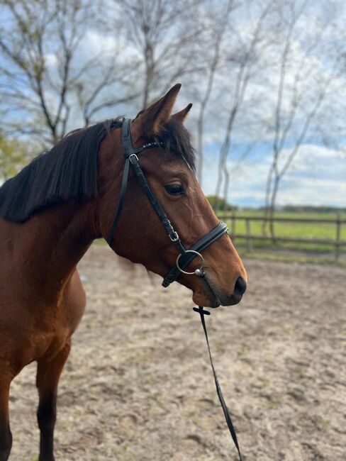 Zangersheider Springstute, Martina , Horses For Sale, Halvesbostel, Image 6