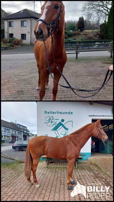 Zangersheide Fuchswallach, Julia Kreuz, Horses For Sale, Boppard , Image 3