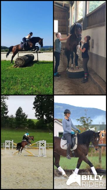 zarte Holsteinerstute mit dichter Mähne und feinem Herz, Junia-Elena Göslbauer, Pferd kaufen, St. Ruprecht a. d. Raab, Abbildung 10