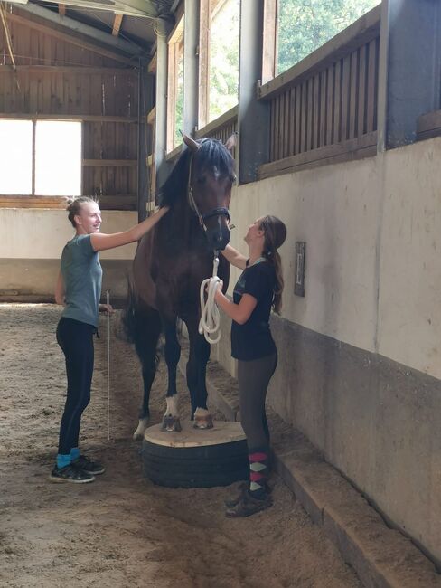 zarte Holsteinerstute mit dichter Mähne und feinem Herz, Junia-Elena Göslbauer, Konie na sprzedaż, St. Ruprecht a. d. Raab, Image 2