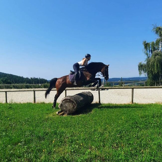 zarte Holsteinerstute mit dichter Mähne und feinem Herz, Junia-Elena Göslbauer, Konie na sprzedaż, St. Ruprecht a. d. Raab