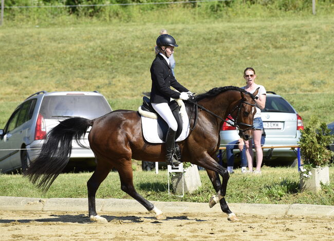 zarte Holsteinerstute mit dichter Mähne und feinem Herz, Junia-Elena Göslbauer, Konie na sprzedaż, St. Ruprecht a. d. Raab, Image 7