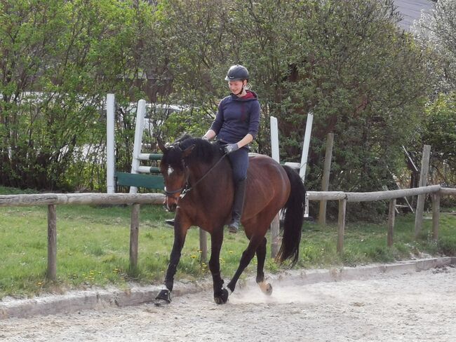 zarte Holsteinerstute mit dichter Mähne und feinem Herz, Junia-Elena Göslbauer, Konie na sprzedaż, St. Ruprecht a. d. Raab, Image 8