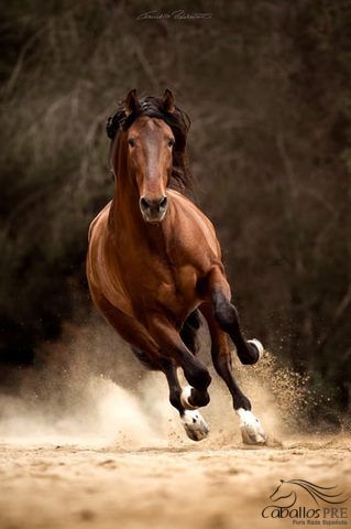 Gekörter 8 jähriger barocker PRE Hengst, Thomas Adams (Caballos PRE), Konie na sprzedaż, Bell, Image 3