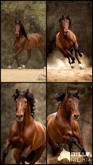 Gekörter 8 jähriger barocker PRE Hengst, Thomas Adams (Caballos PRE), Konie na sprzedaż, Bell, Image 5