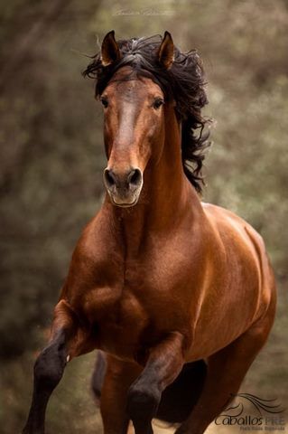 Gekörter 8 jähriger barocker PRE Hengst, Thomas Adams (Caballos PRE), Konie na sprzedaż, Bell, Image 2