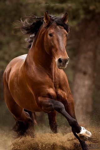 Gekörter 8 jähriger barocker PRE Hengst, Thomas Adams (Caballos PRE), Konie na sprzedaż, Bell, Image 4