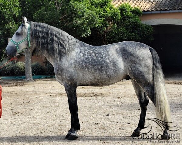 Gekörter PRE Hengst - ca. 1.70 m - Juglar XXVI - direkt vom Züchter, Thomas Adams (Caballos PRE), Konie na sprzedaż, Bell, Image 4