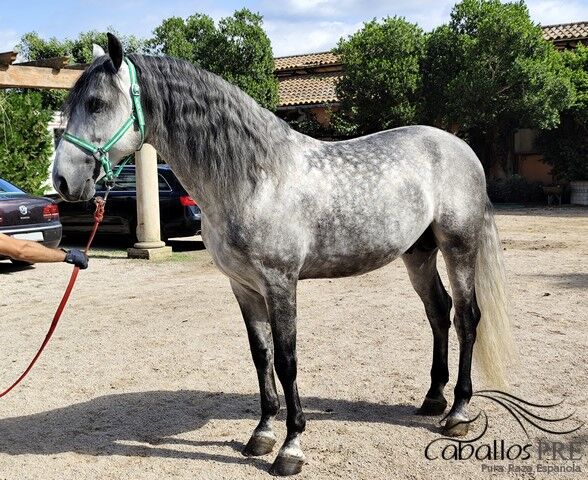 Gekörter PRE Hengst - ca. 1.70 m - Juglar XXVI - direkt vom Züchter, Thomas Adams (Caballos PRE), Konie na sprzedaż, Bell, Image 3