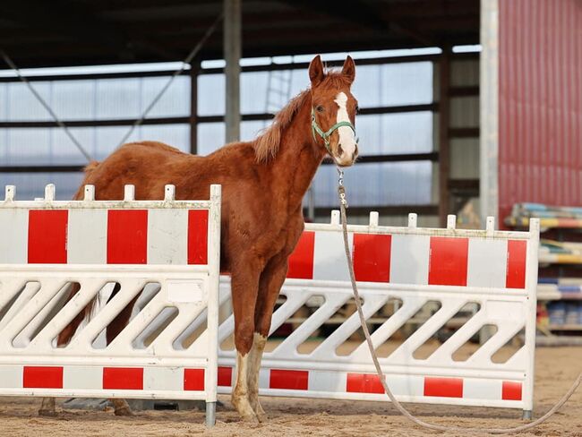 zauberhafte Quarter Horse Stute, Kerstin Rehbehn (Pferdemarketing Ost), Pferd kaufen, Nienburg, Abbildung 5