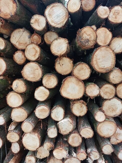 Zaunpfähle Rundpfähle Eichenpfähle Pferdezaun Weidepfähle Koppelzaun, Holz Mügge Zaunpfähle Rundpfähle Eichenpfähle Pferdezaun Weidepfähle Koppelzaun, Kjell Mügge, Weidezaunzubehör, Elmshorn , Abbildung 2