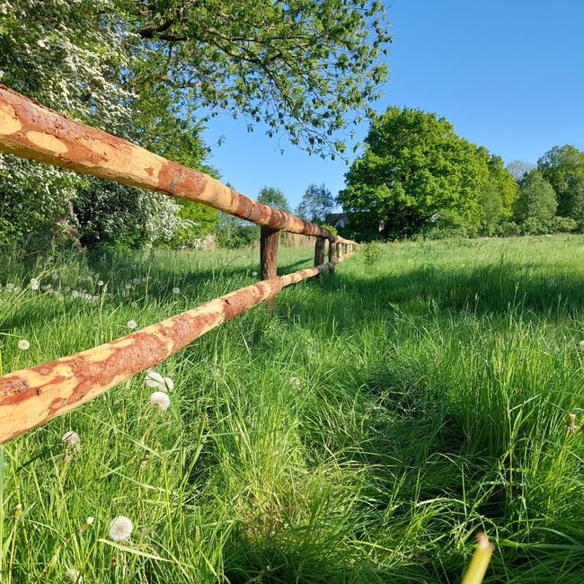 Zaunpfähle Rundpfähle Eichenpfähle Pferdezaun Weidepfähle Koppelzaun, Holz Mügge Zaunpfähle Rundpfähle Eichenpfähle Pferdezaun Weidepfähle Koppelzaun, Kjell Mügge, Weidezaunzubehör, Elmshorn , Abbildung 5