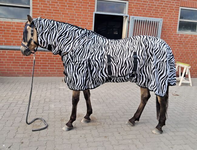Zebra Fliegendecke Weide mit Halsteil und Bauchlatz, BTS Bywater International Clothing Zebra Fliegendecke Weide mit Halsteil und Bauchlatz, Reitartikelbörse (Reitartikelbörse - Onlineshop für Wanderreiter), Fliegenschutz, Grevenbroich