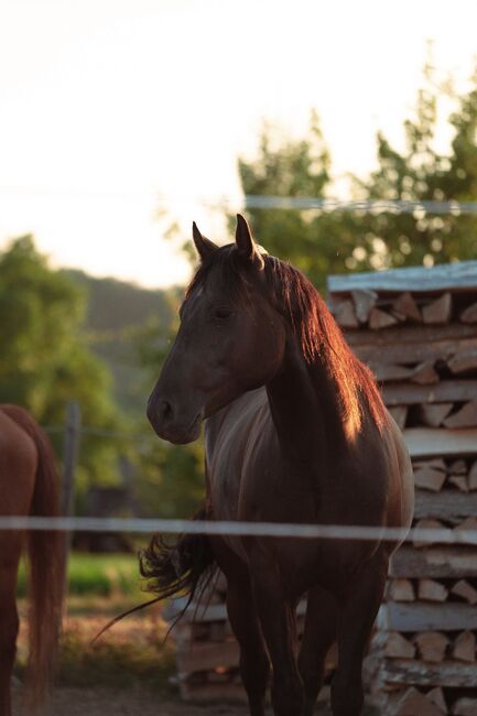 sehr verschmuster, bildhübscher Quarter Horse Wallach, Kerstin Rehbehn (Pferdemarketing Ost), Horses For Sale, Nienburg, Image 5