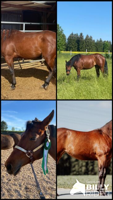 Sehr zuverlässige, ganz liebe Quarter Horse Stute, Kerstin Rehbehn (Pferdemarketing Ost), Horses For Sale, Nienburg, Image 7