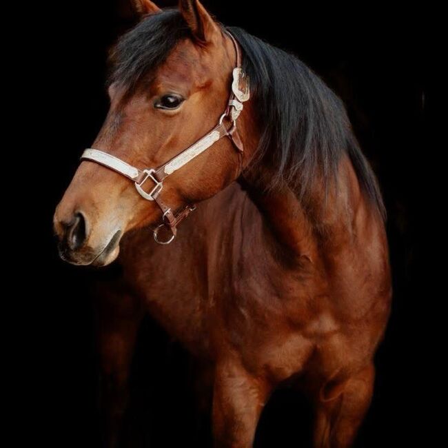 Sehr zuverlässige, ganz liebe Quarter Horse Stute, Kerstin Rehbehn (Pferdemarketing Ost), Horses For Sale, Nienburg, Image 4